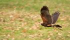 HarrisHawk_130210zt.jpg