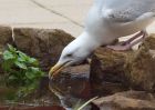 Herringgull_130410a.jpg