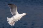 Hgull_020312a.jpg