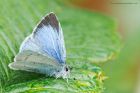 HollyBlue_110515b.jpg