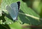 Filename=HollyBlue_150810d.jpg
Filesize=209KB
Dimensions=1000x714
Date added=Aug 16, 2010 HollyBlue_150810d.jpg