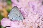 HollyBlue_270816a.jpg