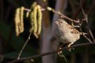 Filename=HouseSparrow_130412b.jpg
Filesize=246KB
Dimensions=1000x667
Date added=Apr 18, 2012 HouseSparrow_130412b.jpg