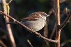 HouseSparrow_130412c.jpg