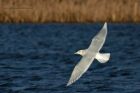 IcelandGull_020115b.jpg