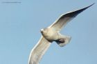 IcelandGull_020115r.jpg