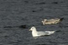 Filename=IcelandGull_170115a.jpg
Filesize=197KB
Dimensions=1024x683
Date added=Jan 19, 2015 IcelandGull_170115a.jpg