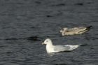 IcelandGull_170115a.jpg