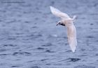 IcelandGull_291211a.jpg