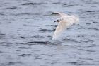 IcelandGull_291211c.jpg