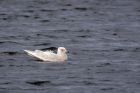 IcelandGull_291211d.jpg