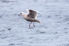 IcelandGull_291211g.jpg