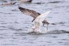 IcelandGull_291211k.jpg