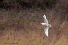 IcelandGull_291211n.jpg