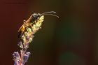 Ichneumon_140812j.jpg