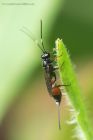 Ichneumon_160514d.jpg