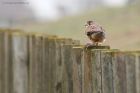 Filename=Kestrel_230116b.jpg
Filesize=358KB
Dimensions=1200x800
Date added=Aug 21, 2016 Kestrel_230116b.jpg
