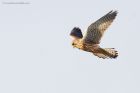 Kestrel_291215b.jpg