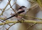 LTT_070309b.jpg