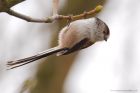 Filename=LTT_280316d.jpg
Filesize=349KB
Dimensions=1200x800
Date added=Nov 30, 2016 LTT_280316d.jpg