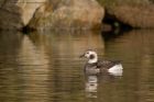 Filename=LTduck_050113zh.jpg
Filesize=236KB
Dimensions=1000x667
Date added=Jan 11, 2013 LTduck_050113zh.jpg