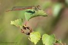 Filename=LargeRed_260512a.jpg
Filesize=255KB
Dimensions=1000x667
Date added=May 26, 2012 LargeRed_260512a.jpg
