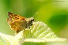 LargeSkipper_110715a.jpg