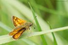 LargeSkipper_110715b.jpg