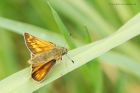 LargeSkipper_110715c.jpg