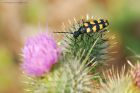 Leptura_quadrifasciata_high_plat_240721a.jpg