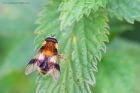 Leucozona_lucorum_MM_160720a.jpg