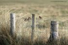 Linnet_130313b.jpg