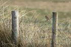 Linnet_130313e.jpg