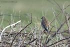 Linnet_130313g.jpg