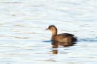 LittleGrebe_271215b.jpg