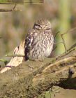 LittleOwl_2903b.jpg