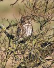 LittleOwl_2903c.jpg