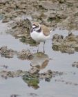 Little_ringed_plover_2105n.jpg