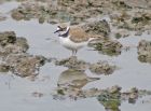 Little_ringed_plover_2105o.jpg