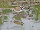 Little_ringed_plover_2105q.jpg