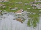 Filename=Little_ringed_plover_2105r.jpg
Filesize=208KB
Dimensions=800x582
Date added=Aug 27, 2008 Little_ringed_plover_2105r.jpg