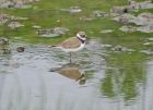 Little_ringed_plover_2105r.jpg