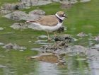 Little_ringed_plover_2105s.jpg