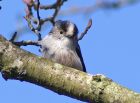 LongTailedTit_2903a.jpg