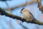 M_tit_LM_08012019b.jpg