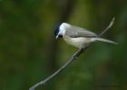 MarshTit_091010a.jpg