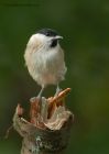 MarshTit_091010c.jpg