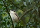 MarshTit_091010f.jpg