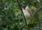 MarshTit_091010g.jpg