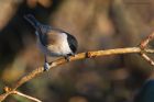 Filename=MarshTit_LM_200122a.jpg
Filesize=648KB
Dimensions=1300x867
Date added=Aug 23, 2024 MarshTit_LM_200122a.jpg